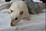 !RATTO CULT!
