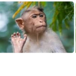 Monkey_group.