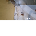 BennyTheCat