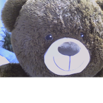 Bär Fan