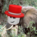 EVAN'S ELEPHANTS