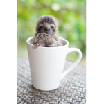 Baby sloths :p