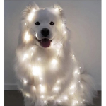 shines <3