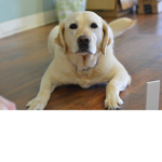 Dog'o Group