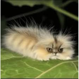 🐱 КОТОГУСЕНИЦА ОББИ