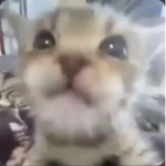 goofy cat group : )