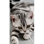 Cute cats și romani