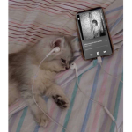 BlossomCats