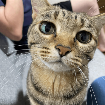 Meowdy purrdner