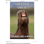 Horse groups from me
