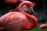 laurenxxflamingo