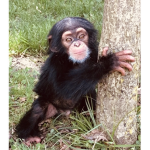 Chimpanzee Agency