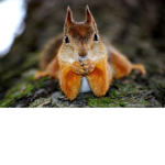 Squirrels Forever
