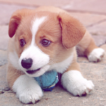 PUPPY ARMYS