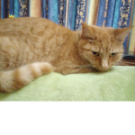 Queen Kayla Cat L K C M z
