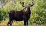 Moose Squad Official Group