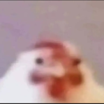 Chickens group for chicken lovers