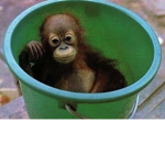 Bucket MONKEY!!!