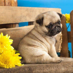 PuppySquad:D