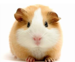 The guinea pig groupp