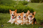 Corg Community