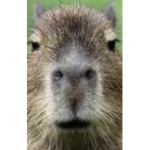 Capybara gangsters 13