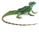 Lizzie's Lizard's