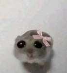 little bitty hamsters :3