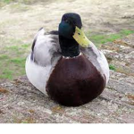 Epic legendary duck squad