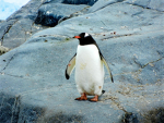 PenguGang