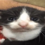 teacupps