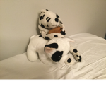 DogsAndCatsSquad