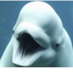 Swampy Beluga’s