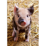 Pigs are cute and mine