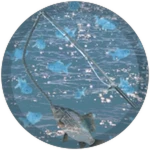 bonafide fisher