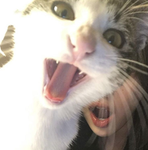 Gotcha create tube