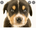 I love cats and dogs 63527