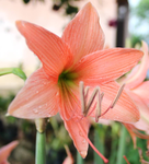 Family of Peachy Flowers
