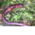 Cool worm club