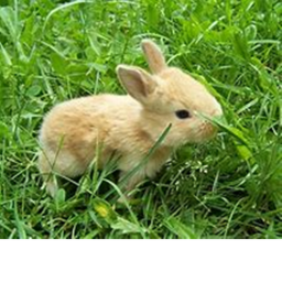 Rabbit infection