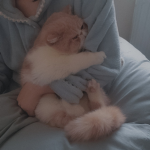 kitty dove
