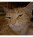 Sigma Cat's