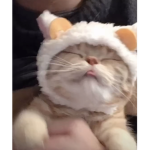 Swag.catt