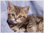 cutekitty