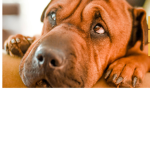 the dog groupp