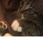 Aqua squid