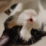 MilkyzCat