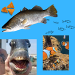 Insert fish