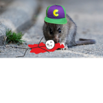 the rat fighting squad