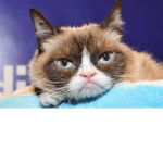 Grumpy Gamers MEOW